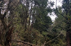 Parque Isidora Cousiño y Museo Histórico reabren tras recuperarse de daños por sistema frontal