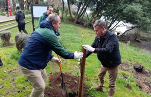 CONAF lanzó programa de arborización urbana en cuatro comunas del Biobío
