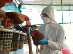 SAG levanta cuarentenas por influenza aviar en Biobío tras completar vigilancia sanitaria