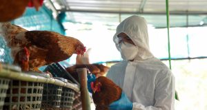 SAG levanta cuarentenas por influenza aviar en Biobío tras completar vigilancia sanitaria
