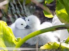 Nace nueva generación de cisnes en el Campus de Universidad de Concepción