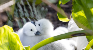 Nace nueva generación de cisnes en el Campus de Universidad de Concepción