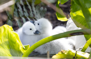 Nace nueva generación de cisnes en el Campus de Universidad de Concepción