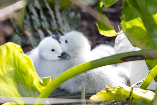Nace nueva generación de cisnes en el Campus de Universidad de Concepción