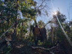 CONAF presentó denuncia por tala ilegal de árbol nativo en el Parque Nacional Nonguén