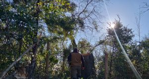 CONAF presentó denuncia por tala ilegal de árbol nativo en el Parque Nacional Nonguén