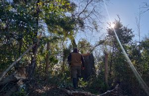 CONAF presentó denuncia por tala ilegal de árbol nativo en el Parque Nacional Nonguén