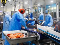 Planta salmonera de Camanchaca en Tomé aumenta su dotación en 407 trabajadores y supera los mil empleos