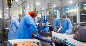 Planta salmonera de Camanchaca en Tomé aumenta su dotación en 407 trabajadores y supera los mil empleos