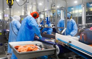 Planta salmonera de Camanchaca en Tomé aumenta su dotación en 407 trabajadores y supera los mil empleos