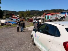 Investigan presunto envenenamiento de cuatro perros encontrados muertos en Caleta Lenga